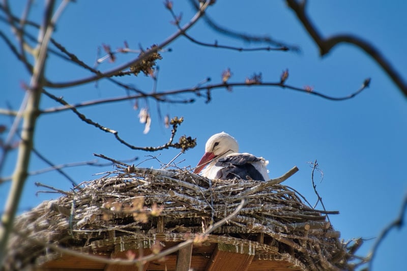 Phoenix Nests