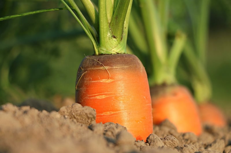 Starlight Carrots