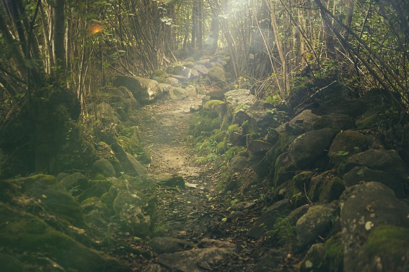 Fantasy Forest