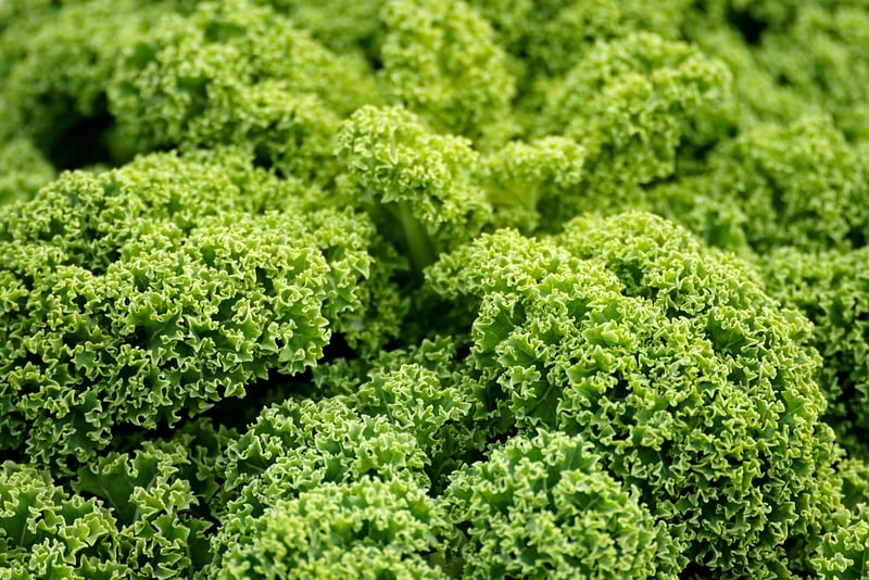 Crystal Kale